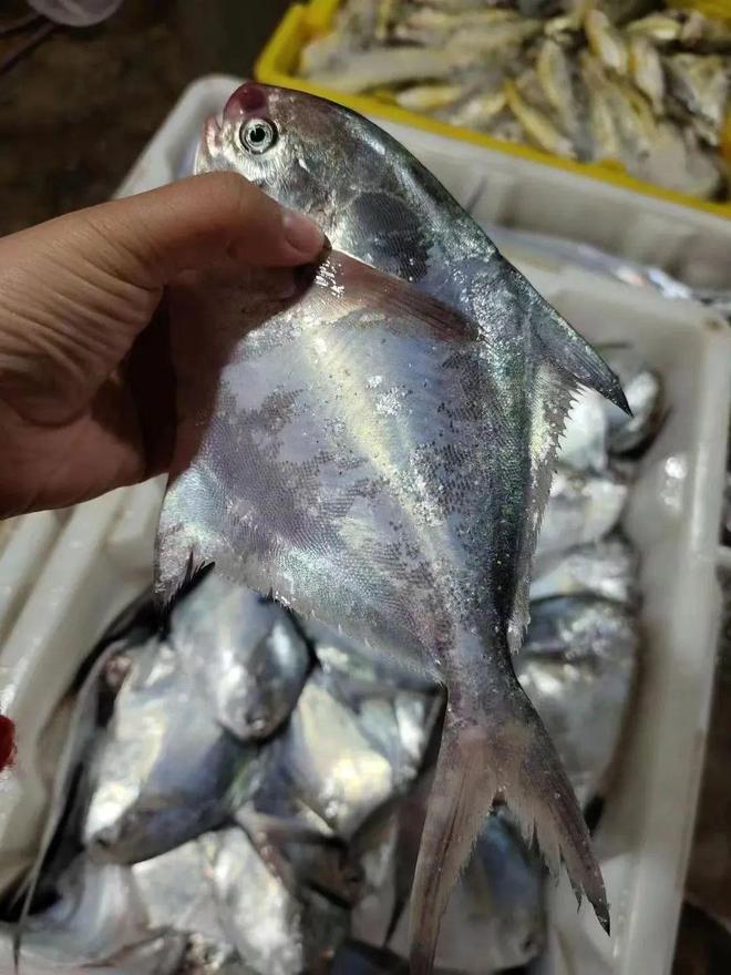 初秋江海风起，尝一口北岸上岸的时令极鲜(图2)
