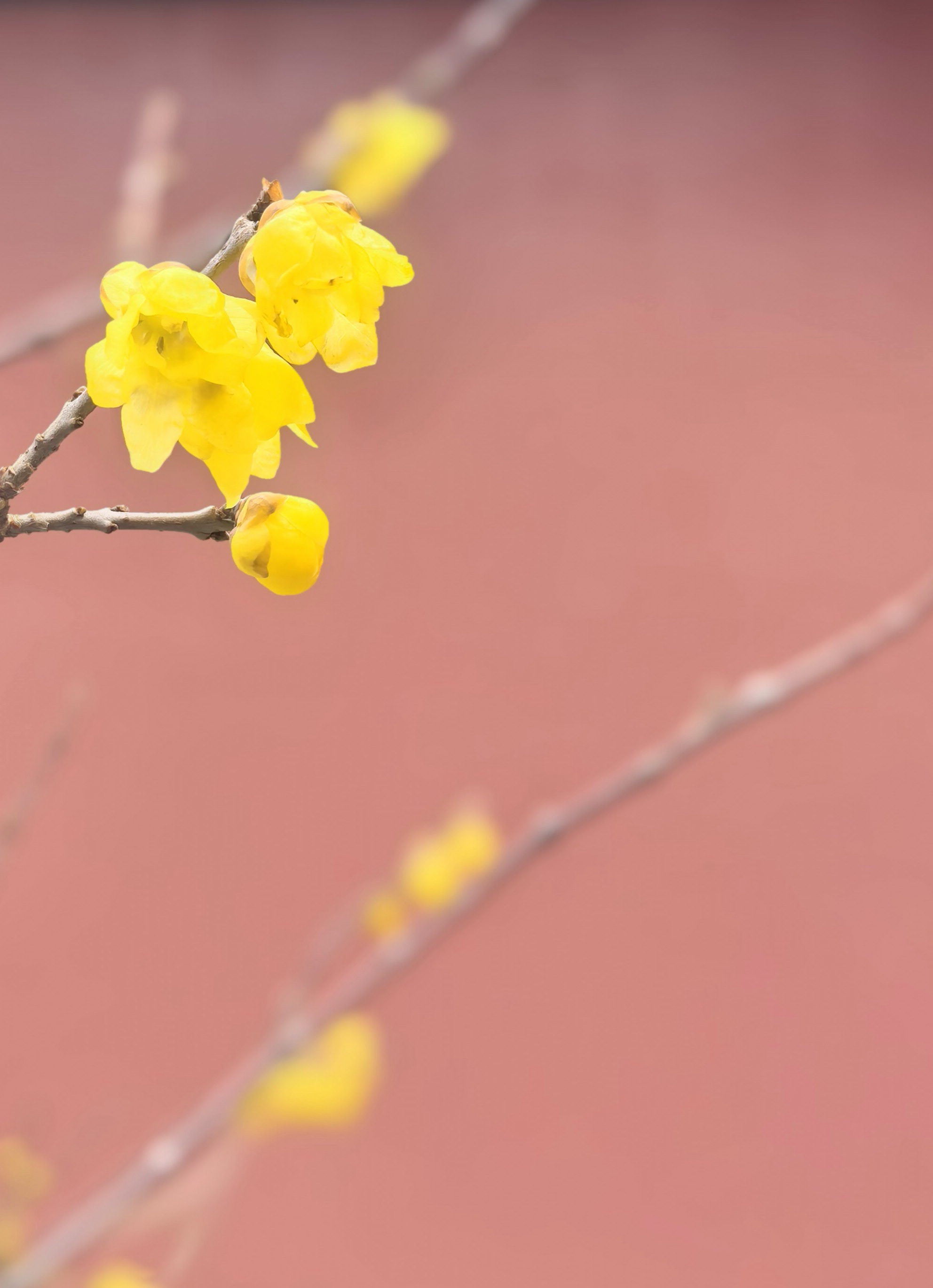 古院腊梅绽，暗香漫庭隅(图2)
