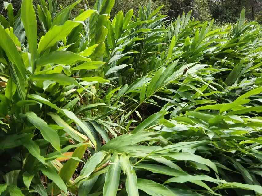 江海时令珍味 —— 南通蘘荷(图2)